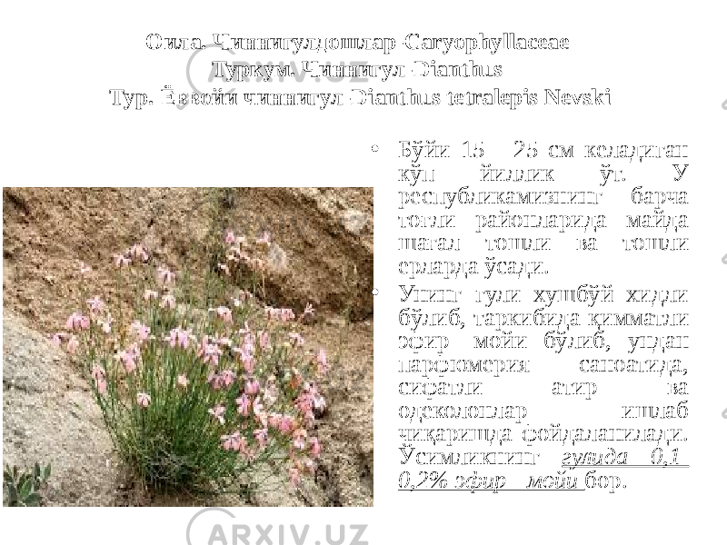 Оила. Чиннигулдошлар-Caryophyllaceae Туркум. Чиннигул-Dianthus Тур. Ёввойи чиннигул-Dianthus tetralepis Nevski • Бўйи 15 - 25 см келадиган кўп йиллик ўт. У республикамизнинг барча тоғли районларида майда шағал тошли ва тошли ерларда ўсади. • Унинг гули хушбўй хидли бўлиб, таркибида қимматли эфир- мойи бўлиб, ундан парфюмерия саноатида, сифатли атир ва одеколонлар ишлаб чиқаришда фойдаланилади. Ўсимликнинг гулида 0,1- 0,2% эфир - мойи бор. 