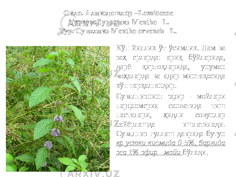 Оила. Ялпиздошлар –Lamiaceae Туркум.Сувялпиз-Mentha L. Тур. Сувялпиз-Mentha arvensis L. • Кўп йиллик ўт ўсимлик. Нам ва заҳ ерларда: ариқ бўйларида, дарё қирғоқларида, унуман воҳаларда ва адир минтақасида кўп тарқалгандир. • Сувялпизнинг эфир - мойлари парфюмерия саноатида тиш пасталари, ҳидли совунлар тайёрлашда ишлатилади. Сувялпиз гуллаш даврида бутун ер устки кисмида 0-5%, баргида эса 1% эфир - мойи бўлади. 