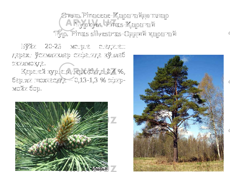 Оила.Pinaceae-Қарағайдошлар Туркум. Pinus-Қарағай Тур. Pinus silvestrus-Оддий қарағай Бўйи 20-25 метрга етадиган дарахт ўсимликлар сифатида кўплаб экилмоқда. Қарағай куртаги таркибида–0,4 %, баргли шохчасида – 0,13-1,3 % эфир- мойи бор. 