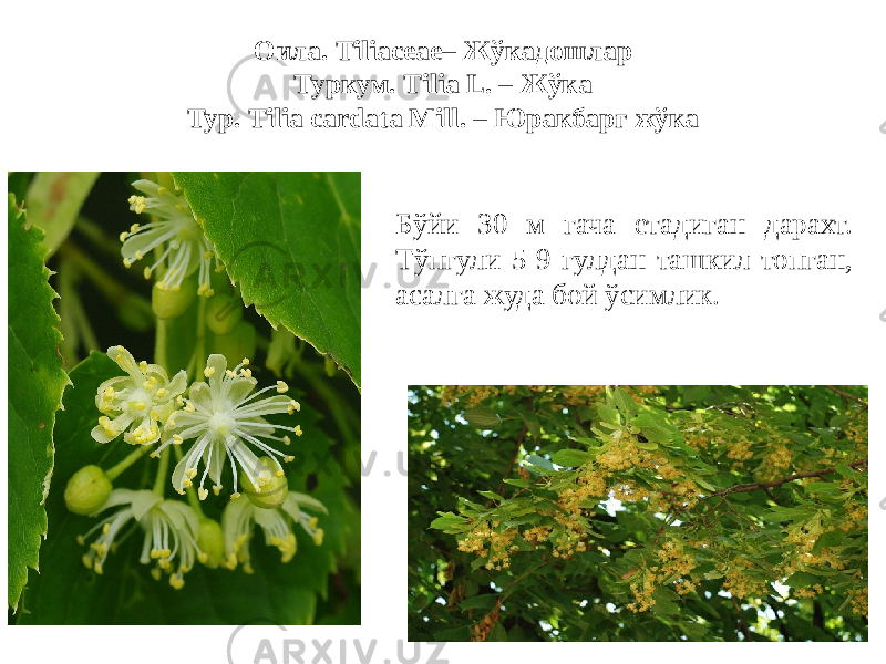 Оила. Tiliаceae– Жўкадошлар Туркум. Tiliа L. – Жўка Тур. Tiliа сardata Mill. – Юракбарг жўка Бўйи 30 м гача етадиган дарахт. Тўпгули 5-9 гулдан ташкил топган, асалга жуда бой ўсимлик. 