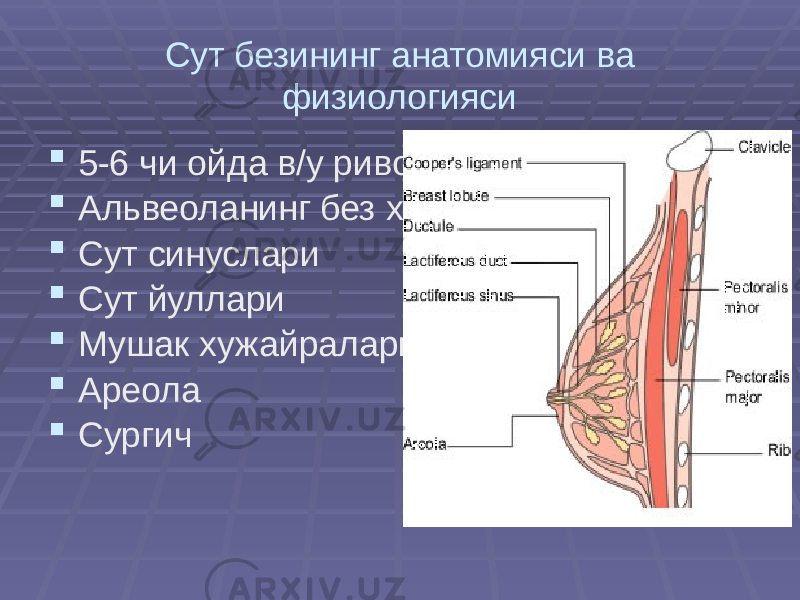 Сут безининг анатомияси ва физиологияси  5-6 чи ойда в/у ривожланиши  Альвеоланинг без хужайраси  Сут синуслари  Сут йуллари  Мушак хужайралари  Ареола  Сургич 