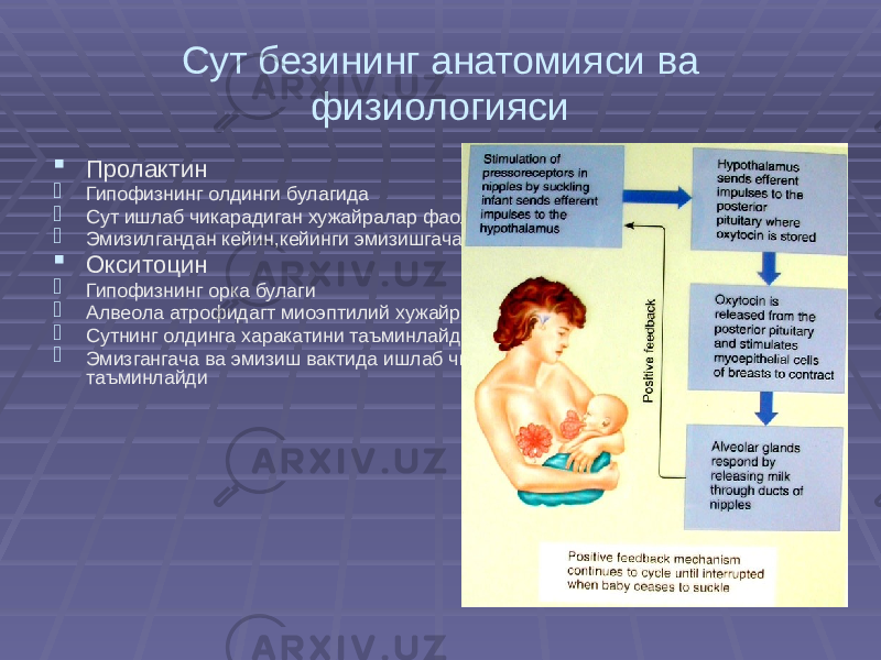 Сут безининг анатомияси ва физиологияси  Пролактин  Гипофизнинг олдинги булагида  Сут ишлаб чикарадиган хужайралар фаолиятини активлаштиради  Эмизилгандан кейин,кейинги эмизишгача булган даврда ишлаб чикарилади  Окситоцин  Гипофизнинг орка булаги  Алвеола атрофидагт миоэптилий хужайраларни кискартиради  Сутнинг олдинга харакатини таъминлайди  Эмизгангача ва эмизиш вактида ишлаб чикарилади, сутнинг ажралишини таъминлайди 