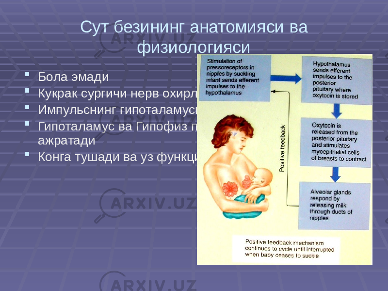 Сут безининг анатомияси ва физиологияси  Бола эмади  Кукрак сургичи нерв охирларининг таъсирланиши  Импульснинг гипоталамусга берилиши  Гипоталамус ва Гипофиз пролактин ва окситоцин ажратади  Конга тушади ва уз функциясини бажаради 