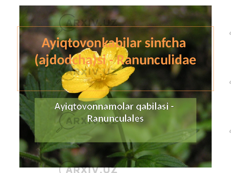 Ayiqtovonkabilar sinfcha (ajdodcha)si - Ranunculidae Ayiqtovonnamolar qabilasi - Ranunculales 