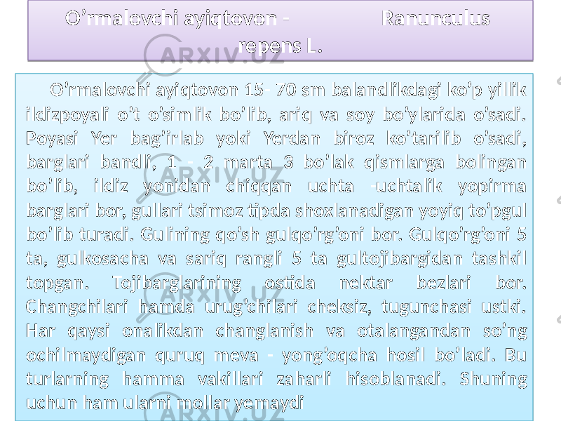 O’rmalovchi ayiqtovon - Ranunculus repens L. O’rmalovchi ayiqtovon 15- 70 sm balandlikdagi ko’p yillik ildizpoyali o’t o’simlik bo’lib, ariq va soy bo’ylarida o’sadi. Poyasi Yer bag’irlab yoki Yerdan biroz ko’tarilib o’sadi, barglari bandli, 1 - 2 marta 3 bo’lak qismlarga bolingan bo’lib, ildiz yonidan chiqqan uchta -uchtalik yopirma barglari bor, gullari tsimoz tipda shoxlanadigan yoyiq to’pgul bo’lib turadi. Gulining qo’sh gulqo’rg’oni bor. Gulqo’rg’oni 5 ta, gulkosacha va sariq rangli 5 ta gultojibargidan tashkil topgan. Tojibarglarining ostida nektar bezlari bor. Changchilari hamda urug’chilari cheksiz, tugunchasi ustki. Har qaysi onalikdan changlanish va otalangandan so’ng ochilmaydigan quruq meva - yong’oqcha hosil bo’ladi. Bu turlarning hamma vakillari zaharli hisoblanadi. Shuning uchun ham ularni mollar yemaydi2F 0D 0E 2F 03 3B 0B0A 0B06260C 0B0A 0B06260C 05 05 39120A081E 410A0D 0611 05190D 1911 