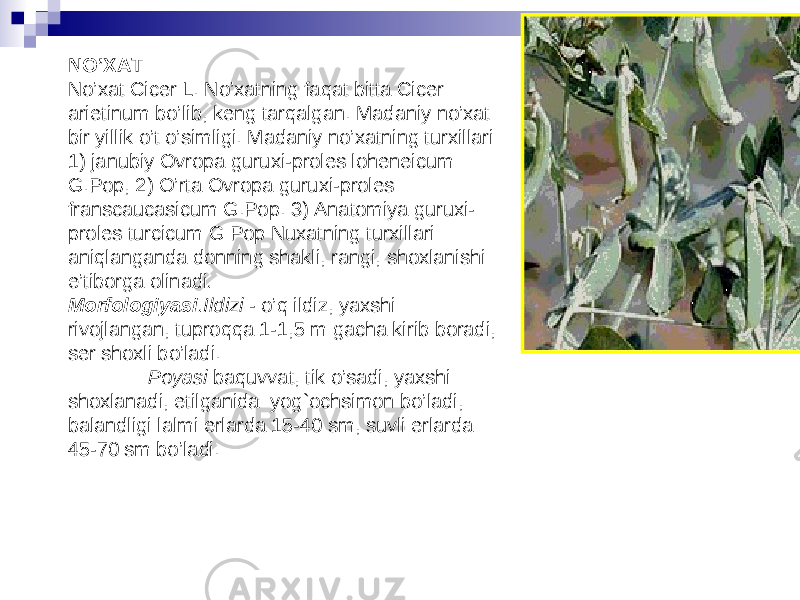 NO’XAT No’xat Cicer L. No’xatning faqat bitta Cicer arietinum bo’lib, keng tarqalgan. Madaniy no’xat bir yillik o’t o’simligi. Madaniy no’xatning turxillari: 1) janubiy Ovropa guruxi-proles loheneicum G.Pop, 2) O’rta Ovropa guruxi-proles franscaucasicum G.Pop. 3) Anatomiya guruxi- proles turcicum G Pop Nuxatning turxillari aniqlanganda donning shakli, rangi, shoxlanishi e’tiborga olinadi . Morfologiyasi .Ildizi - o’q ildiz, yaxshi rivojlangan, tuproqqa 1-1,5 m gacha kirib boradi, ser shoxli bo’ladi. Poyasi baquvvat, tik o’sadi, yaxshi shoxlanadi, etilganida yog`ochsimon bo’ladi, balandligi lalmi erlarda 15-40 sm, suvli erlarda 45-70 sm bo’ladi. 