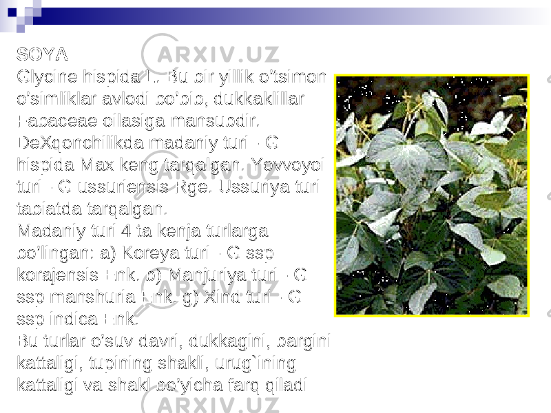 SOYA Glycine hispida L. Bu bir yillik o’tsimon o’simliklar avlodi bo’bib, dukkaklillar Fabaceae oilasiga mansubdir. DeXqonchilikda madaniy turi - G hispida Max keng tarqalgan. Yovvoyoi turi - G ussuriensis Rge. Ussuriya turi tabiatda tarqalgan. Madaniy turi 4 ta kenja turlarga bo’lingan: a) Koreya turi - G ssp korajensis Enk. b) Manjuriya turi - G ssp manshuria Enk. g) Xind turi - G ssp indica Enk. Bu turlar o’suv davri, dukkagini, bargini kattaligi, tupining shakli, urug`ining kattaligi va shakl bo’yicha farq qiladi 