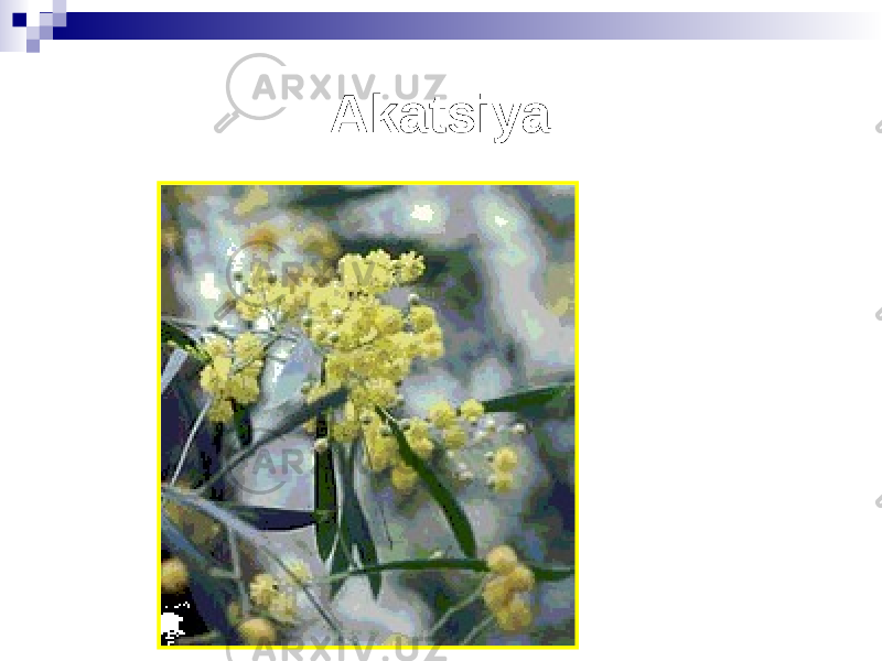 Akatsiya 