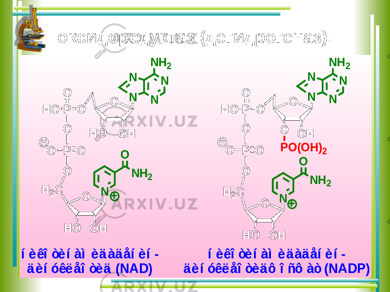 N N N N N H 2 O O H O H O P O O P O (O H )2 í è ê î ò è í à ì è ä à ä å í è í - ä è í ó ê ë å î ò è ä ô î ñ ô à ò (N A D P ) N H 2 O N H O O H O H 2C O O O O P N N N N N H 2 H O O H O H O P O O í è ê î ò è í à ì è ä à ä å í è í - ä è í ó ê ë å î ò è ä (N A D ) N H 2 O N H O O H O H 2C O O O O Pоксидоредуктаз (дегидрогеназ). 