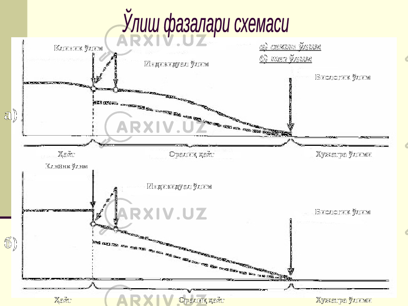 Клиник ўлим Индивидуал ўлим Биологик ўлим Оралиқ ҳаётҲаёт Хужатра ўлими Клиник ўлим Индивидуал ўлим Биологик ўлим Хужатра ўлимиОралиқ ҳаётҲаёт а) секин ўлим б) тез ўлим а) б) 