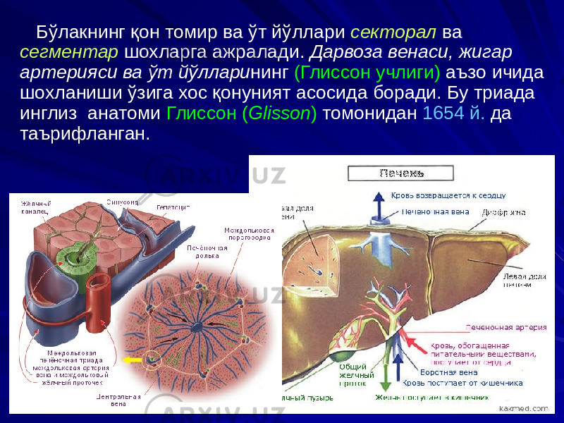 Бўлакнинг қон томир ва ўт йўллари секторал ва сегментар шохларга ажралади. Дарвоза венаси, жигар артерияси ва ўт йўллари нинг (Глиссон учлиги) аъзо ичида шохланиши ўзига хос қонуният асосида боради. Бу триада инглиз анатоми Глиссон ( Glisson ) томонидан 1654 й. да таърифланган. 