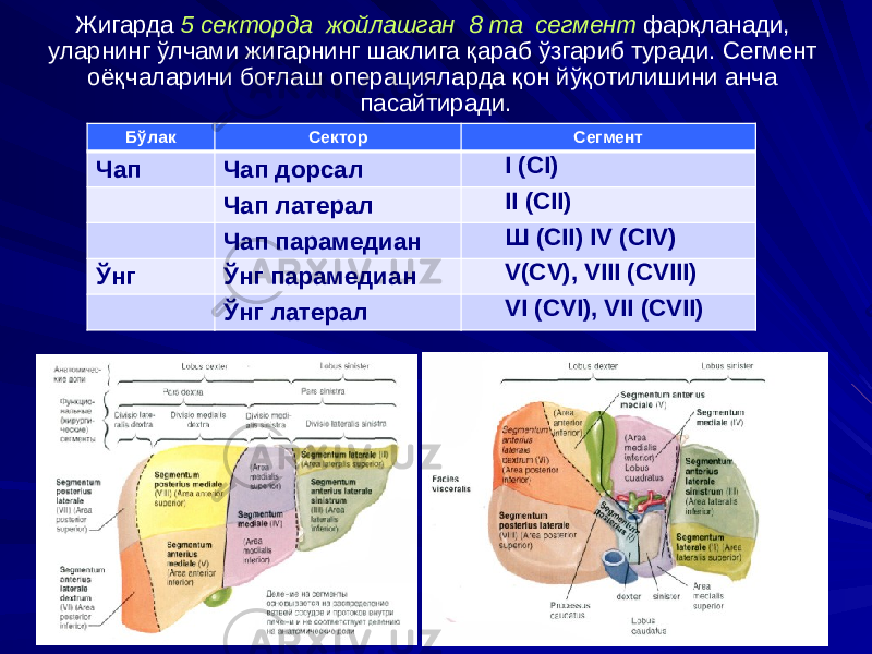 Жигарда 5 секторда жойлашган 8 та сегмент фарқланади, уларнинг ўлчами жигарнинг шаклига қараб ўзгариб туради. Сегмент оёқчаларини боғлаш операцияларда қон йўқотилишини анча пасайтиради. Бўлак Сектор Сегмент Чап Чап дорсал I (СI) Чап латерал II (СII) Чап парамедиан Ш (СII) IV (CIV) Ўнг Ўнг парамедиан V(CV), VIII (CVIII) Ўнг латерал VI (CVI), VII (CVII) 