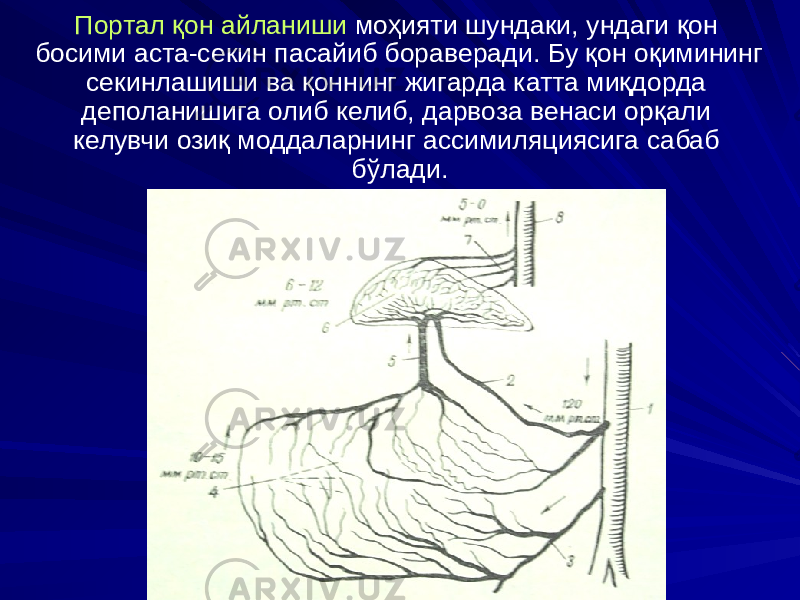 Портал қон айланиши моҳияти шундаки, ундаги қон босими аста-секин пасайиб бораверади. Бу қон оқимининг секинлашиши ва қоннинг жигарда катта миқдорда деполанишига олиб келиб, дарвоза венаси орқали келувчи озиқ моддаларнинг ассимиляциясига сабаб бўлади. 