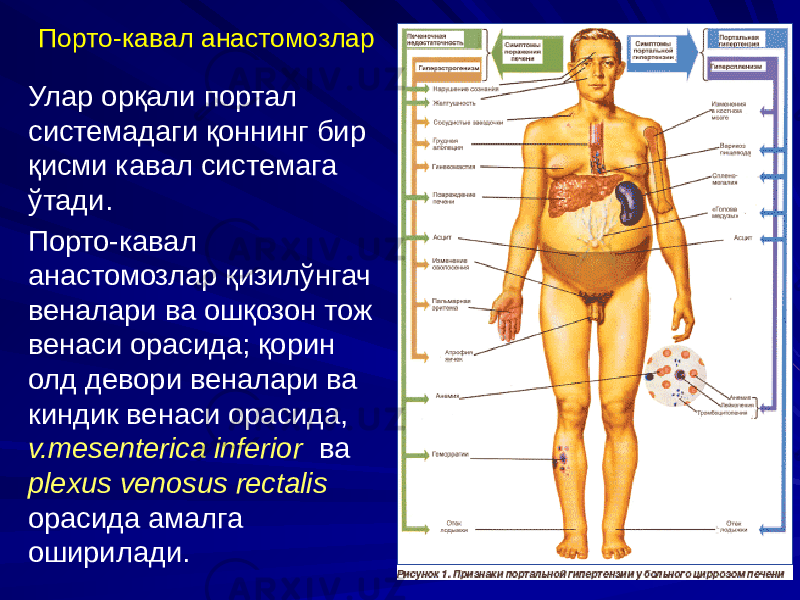 Улар орқали портал системадаги қоннинг бир қисми кавал системага ўтади. Порто-кавал анастомозлар қизилўнгач веналари ва ошқозон тож венаси орасида; қорин олд девори веналари ва киндик венаси орасида, v.mesenterica inferior ва plexus venosus rectalis орасида амалга оширилади. Порто-кавал анастомозлар 