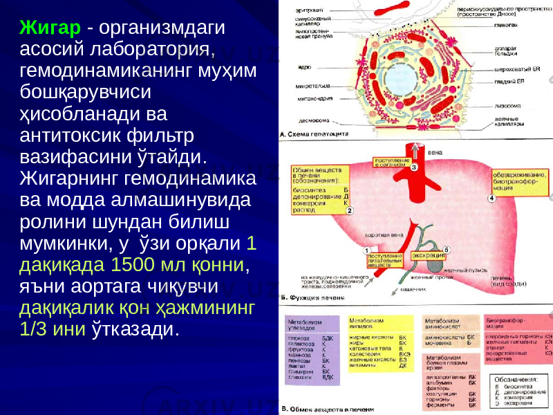 Жигар - организмдаги асосий лаборатория, гемодинамиканинг муҳим бошқарувчиси ҳисобланади ва антитоксик фильтр вазифасини ўтайди. Жигарнинг гемодинамика ва модда алмашинувида ролини шундан билиш мумкинки, у ўзи орқали 1 дақиқада 1500 мл қонни , яъни аортага чиқувчи дақиқалик қон ҳажмининг 1/3 ини ўтказади. 