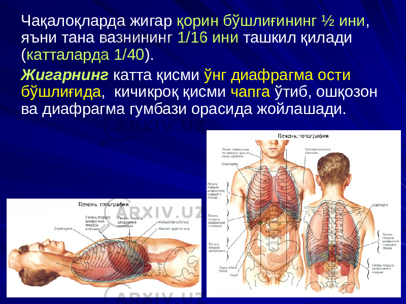 Чақалоқларда жигар қорин бўшлиғининг ½ ини , яъни тана вазнининг 1/16 ини ташкил қилади ( катталарда 1/40 ). Жигарнинг катта қисми ўнг диафрагма ости бўшлиғида , кичикроқ қисми чапга ўтиб, ошқозон ва диафрагма гумбази орасида жойлашади. 