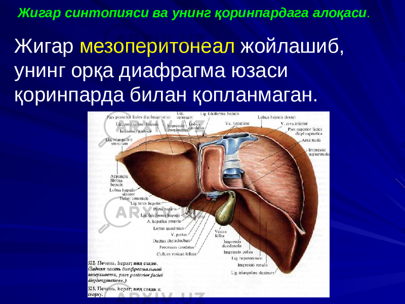 Жигар синтопияси ва унинг қоринпардага алоқаси . Жигар мезоперитонеал жойлашиб, унинг орқа диафрагма юзаси қоринпарда билан қопланмаган. 