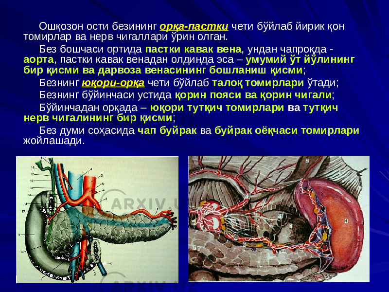 Ошқозон ости безининг орқа-пастки чети бўйлаб йирик қон томирлар ва нерв чигаллари ўрин олган. Без бошчаси ортида пастки кавак вена , ундан чапроқда - аорта , пастки кавак венадан олдинда эса – умумий ўт йўлининг бир қисми ва дарвоза венасининг бошланиш қисми ; Безнинг юқори-орқа чети бўйлаб талоқ томирлари ўтади; Безнинг бўйинчаси устида қорин пояси ва қорин чигали ; Бўйинчадан орқада – юқори тутқич томирлари ва тутқич нерв чигалининг бир қисми ; Без думи соҳасида чап буйрак ва буйрак оёқчаси томирлари жойлашади. 