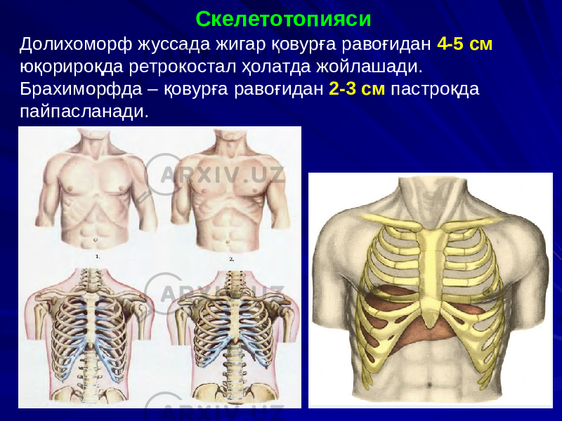 Скелетотопияси Долихоморф жуссада жигар қовурға равоғидан 4-5 см юқорироқда ретрокостал ҳолатда жойлашади. Брахиморфда – қовурға равоғидан 2-3 см пастроқда пайпасланади. 