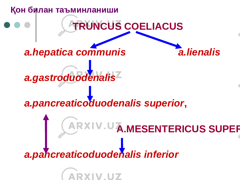 Қон билан таъминланиши TRUNCUS COELIACUS a.hepatica communis a.lienalis a.gastroduodenalis a.pancreaticoduodenalis superior , A.MESENTERICUS SUPERIOR a.pancreaticoduodenalis inferior 