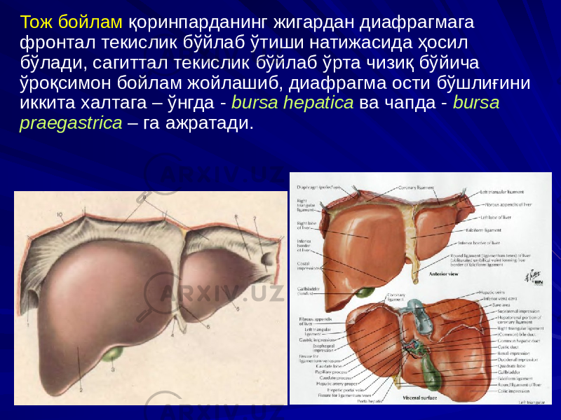 Тож бойлам қоринпарданинг жигардан диафрагмага фронтал текислик бўйлаб ўтиши натижасида ҳосил бўлади, сагиттал текислик бўйлаб ўрта чизиқ бўйича ўроқсимон бойлам жойлашиб, диафрагма ости бўшлиғини иккита халтага – ўнгда - bursa hepatica ва чапда - bursa praegastrica – га ажратади. 