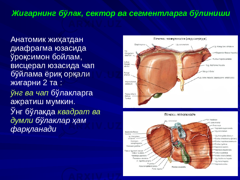 Жигарнинг бўлак, сектор ва сегментларга бўлиниши Анатомик жиҳатдан диафрагма юзасида ўроқсимон бойлам, висцерал юзасида чап бўйлама ёриқ орқали жигарни 2 та : ўнг ва чап бўлакларга ажратиш мумкин. Ўнг бўлакда квадрат ва думли бўлаклар ҳам фарқланади 