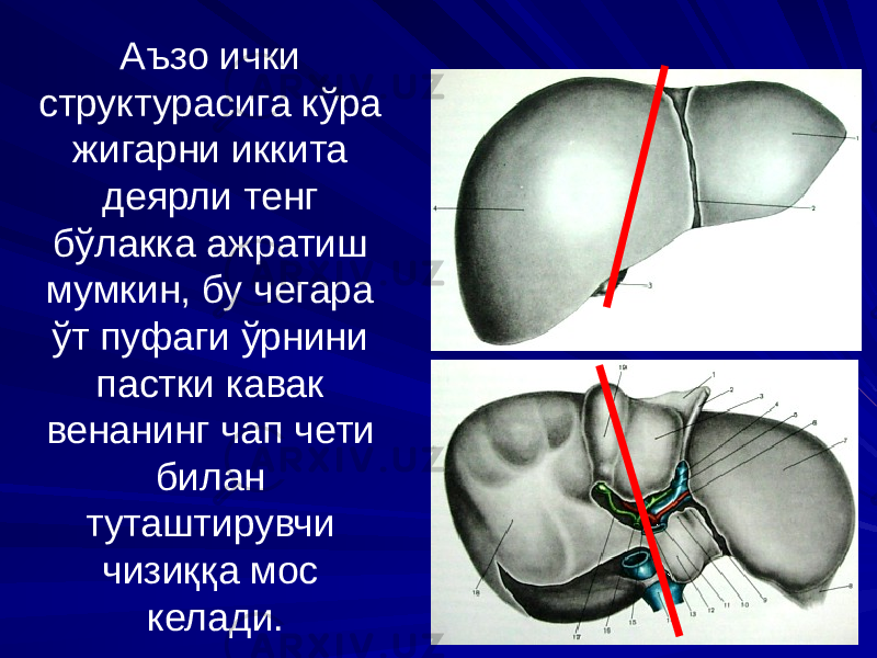 Аъзо ички структурасига кўра жигарни иккита деярли тенг бўлакка ажратиш мумкин, бу чегара ўт пуфаги ўрнини пастки кавак венанинг чап чети билан туташтирувчи чизиққа мос келади. 