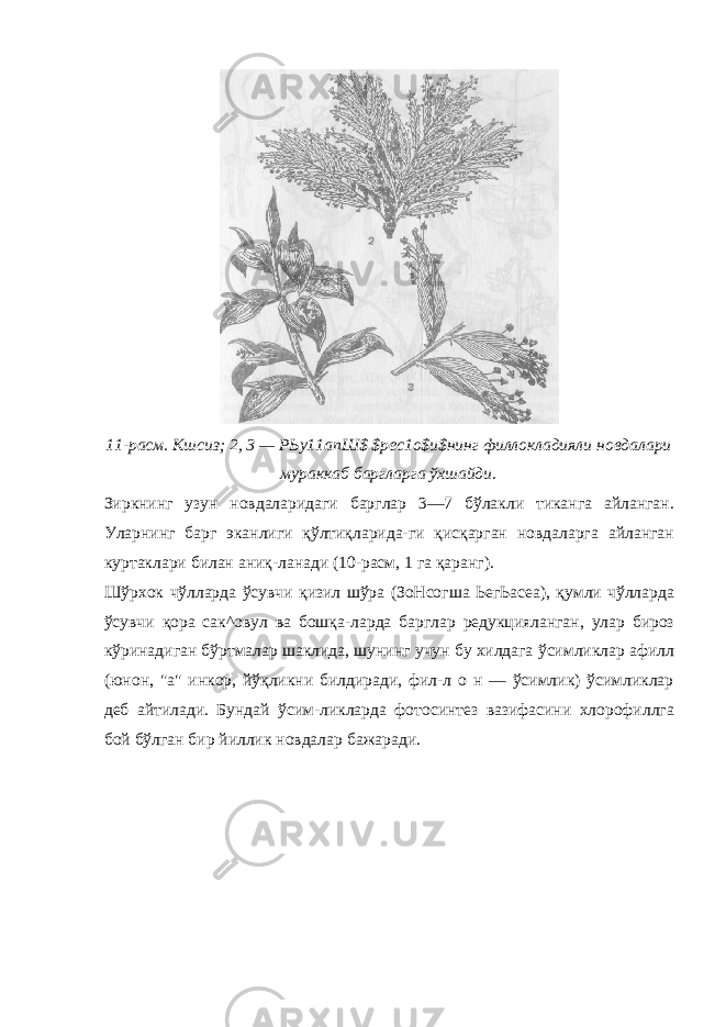 11-расм. Кшсиз; 2, 3 — РЬу11апШ$ $рес1о$и$нинг филлокладияли новдалари мураккаб баргларга ўхшайди. Зиркнинг узун новдаларидаги барглар 3—7 бўлакли тиканга айланган. Уларнинг барг эканлиги қўлтиқларида-ги қисқарган новдаларга айланган куртаклари билан аниқ-ланади (10-расм, 1 га қаранг). Шўрхок чўлларда ўсувчи қизил шўра (ЗоНсогша ЬегЬасеа), қумли чўлларда ўсувчи қора сак^овул ва бошқа-ларда барглар редукцияланган, улар бироз кўринадиган бўртмалар шаклида, шунинг учун бу хилдага ўсимликлар афилл (юнон, &#34;а&#34; инкор, йўқликни билдиради, фил-л о н — ўсимлик) ўсимликлар деб айтилади. Бундай ўсим-ликларда фотосинтез вазифасини хлорофиллга бой бўлган бир йиллик новдалар бажаради. 