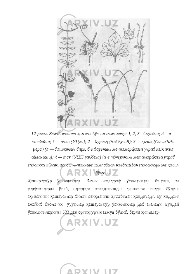 12-расм. Келиб чиқиши ҳар хил бўлган гажаклар: 1, 2, 3—баргдан; 4— 5— новдадан; 1 — вика (У1(ла); 2— бурчоқ (Ьа1Ьуга8); 3 — қовоқ (СисшЪИа реро) (а — бошланғич барг, б-г баргнинг ме-таморфозга учраб гажакка айланиши); 4 — ток (УШ5 утИега) (а-в тўпгулнинг метаморфозга учраб гажакка айланиши); 5 —токнинг симподиал новдасидан гажакларнинг ҳосил бўлиши. Ҳашаротхўр ўсимликлар. Баъзи автотроф ўсимликлар бо-тқоқ ва торфзорларда ўсиб, одатдаги озиқланишдан ташқа-ри азотга бўлган эҳтиёжини ҳашаротлар билан озиқланиш ҳисобидан қондиради. Бу хиддаги ажойиб биологик гуруҳ-лар ҳашаротхўр ўсимликлар деб аталади. Бундай ўсимлик-ларнинг 500 дан ортиқтури мавжуд бўлиб, барча қитъалар- 