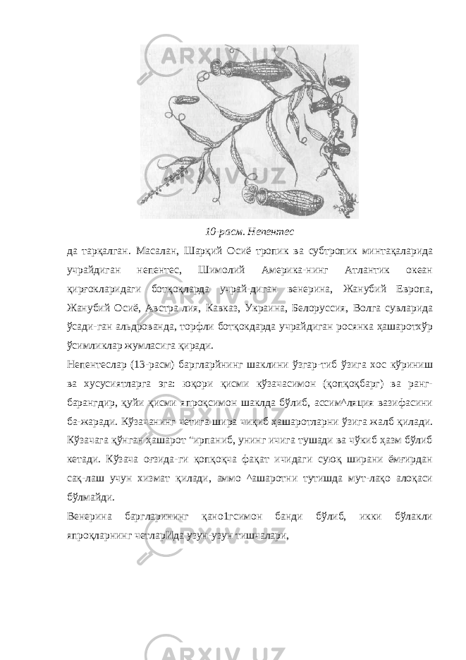 10-расм. Непентес да тарқалган. Масалан, Шарқий Осиё тропик ва субтропик минтақаларида учрайдиган непентес, Шимолий Америка-нинг Атлантик океан қирғокларидаги ботқоқларда учрай-диган венерина, Жанубий Европа, Жанубий Осиё, Австра-лия, Кавказ, Украина, Белоруссия, Волга сувларида ўсади-ган альдрованда, торфли ботқокдарда учрайдиган росянка ҳашаротхўр ўсимликлар жумласига қиради. Непентеслар (13-расм) баргларйнинг шаклини ўзгар-тиб ўзига хос кўриниш ва хусусиятларга эга: юқори қисми кўзачасимон (қопқоқбарг) ва ранг- барангдир, қуйи қисми япроқсимон шаклда бўлиб, ассим^ляция вазифасини ба-жаради. Кўзачанинг четига шира чиқиб ҳашаротларни ўзига жалб қилади. Кўзачага қўнган ҳашарот &#34;ирпаниб, унинг ичига тушади ва чўкиб ҳазм бўлиб кетади. Кўзача оғзида-ги қопқоқча фақат ичидаги суюқ ширани ёмғирдан сақ-лаш учун хизмат қилади, аммо ^ашаротни тутишда мут-лақо алоқаси бўлмайди. Венерина баргларининг қано1гсимон банди бўлиб, икки бўлакли япроқларнинг четларИда узун-узун тишчалари, 