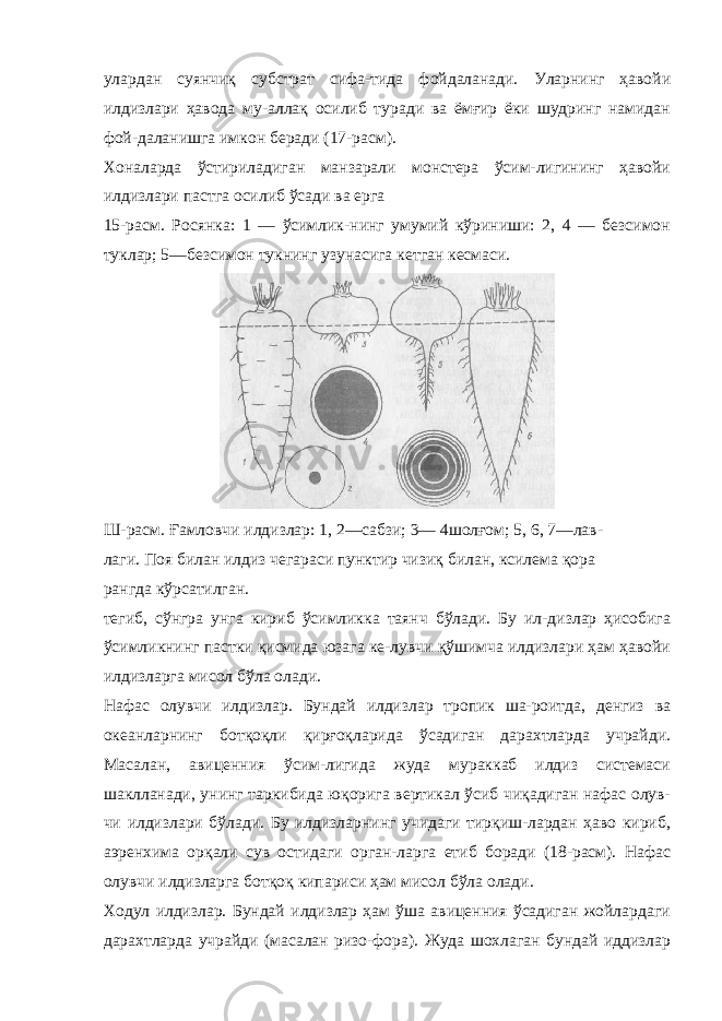 улардан суянчиқ субстрат сифа-тида фойдаланади. Уларнинг ҳавойи илдизлари ҳавода му-аллақ осилиб туради ва ёмғир ёки шудринг намидан фой-даланишга имкон беради (17-расм). Хоналарда ўстириладиган манзарали монстера ўсим-лигининг ҳавойи илдизлари пастга осилиб ўсади ва ерга 15-расм. Росянка: 1 — ўсимлик-нинг умумий кўриниши: 2, 4 — безсимон туклар; 5—безсимон тукнинг узунасига кетган кесмаси. Ш-расм. Ғамловчи илдизлар: 1, 2—сабзи; 3— 4шолғом; 5, 6, 7—лав- лаги. Поя билан илдиз чегараси пунктир чизиқ билан, ксилема қора рангда кўрсатилган. тегиб, сўнгра унга кириб ўсимликка таянч бўлади. Бу ил-дизлар ҳисобига ўсимликнинг пастки қисмида юзага ке-лувчи қўшимча илдизлари ҳам ҳавойи илдизларга мисол бўла олади. Нафас олувчи илдизлар. Бундай илдизлар тропик ша-роитда, денгиз ва океанларнинг ботқоқли қирғоқларида ўсадиган дарахтларда учрайди. Масалан, авиценния ўсим-лигида жуда мураккаб илдиз системаси шаклланади, унинг таркибида юқорига вертикал ўсиб чиқадиган нафас олув- чи илдизлари бўлади. Бу илдизларнинг учидаги тирқиш-лардан ҳаво кириб, аэренхима орқали сув остидаги орган-ларга етиб боради (18-расм). Нафас олувчи илдизларга ботқоқ кипариси ҳам мисол бўла олади. Ходул илдизлар. Бундай илдизлар ҳам ўша авиценния ўсадиган жойлардаги дарахтларда учрайди (масалан ризо-фора). Жуда шохлаган бундай иддизлар 