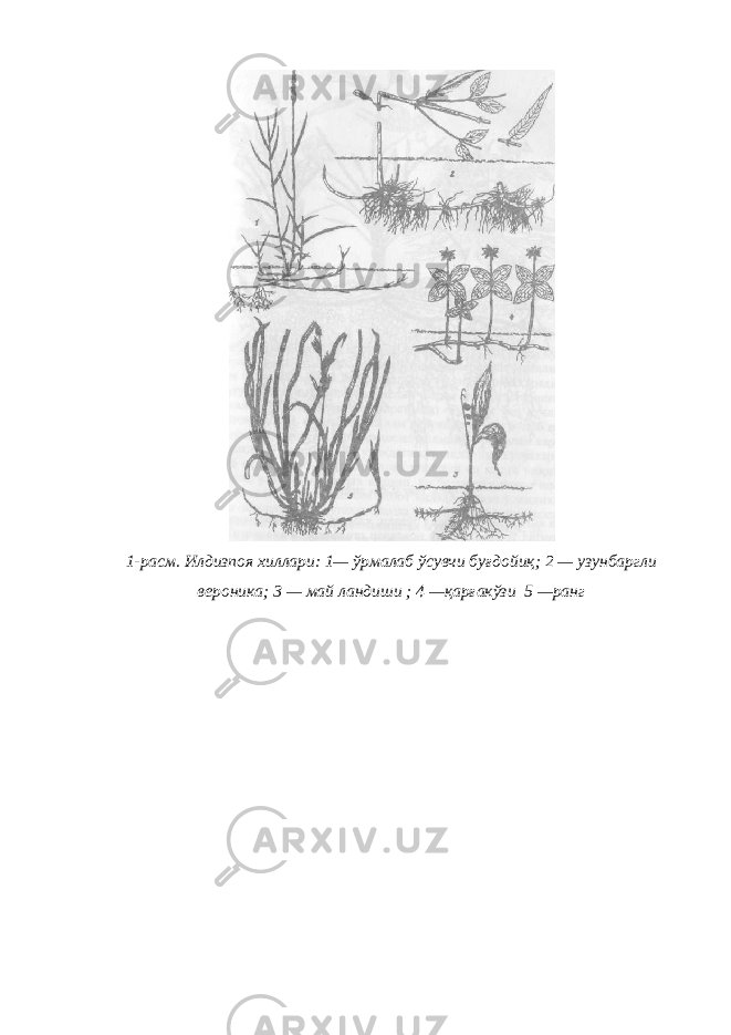 1-расм. Илдизпоя хиллари: 1— ўрмалаб ўсувчи буғдойиқ; 2 — узунбаргли вероника; 3 — май ландиши ; 4 —қарғакўзи 5 —ранг 