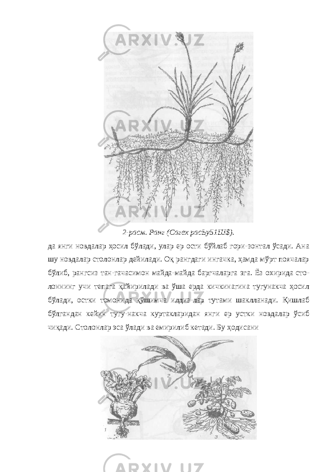 2-расм. Ранг (Сагех расЬу51Ш$). да янги новдалар ҳосил бўлади, улар ер ости бўйлаб гори-зонтал ўсади. Ана шу новдалар столонлар дейилади. Оқ рангдаги ингачка, ҳамда мўрт поячалар бўлиб, рангсиз тан-гачасимон майда-майда баргчаларга эга. Ёз охирида сто- лоннинг учи тепага қайирилади ва ўша ерда кичкинагина тугунакча ҳосил бўлади, остки томонида қўшимча илдиз-лар тутами шаклланади. Қишлаб бўлгандан кейин тугу-накча куртакларидан янги ер устки новдалар ўсиб чиқади. Столонлар эса ўлади ва емирилиб кетади. Бу ҳодисани 