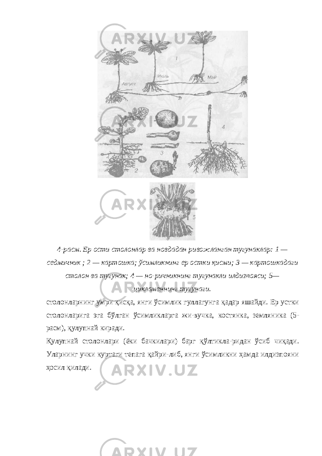 4-расм. Ер ости столонлар ва новдадан ривожланган тугунаклар: 1 — седмичник ; 2 — картошка; ўсимликнинг ер остки қисми; 3 — картошкадаги столон ва тугунак; 4 — но-ричникнинг тугунакли илдизпояси; 5— цикламеннинг тугунаги. столонларнинг умри қисқа, янги ўсимлик гуллагунга қадар яшайди. Ер устки столонларига эга бўлган ўсимликларга жи-вучка, костянка, земляника (5- расм), қулупнай киради. Қулупнай столонлари (ёки бачкилари) барг қўлтикла-ридан ўсиб чиқади. Уларнинг учки куртаги тепага қайри-либ, янги ўсимликни ҳамда илдизпояни ҳосил қилади. 