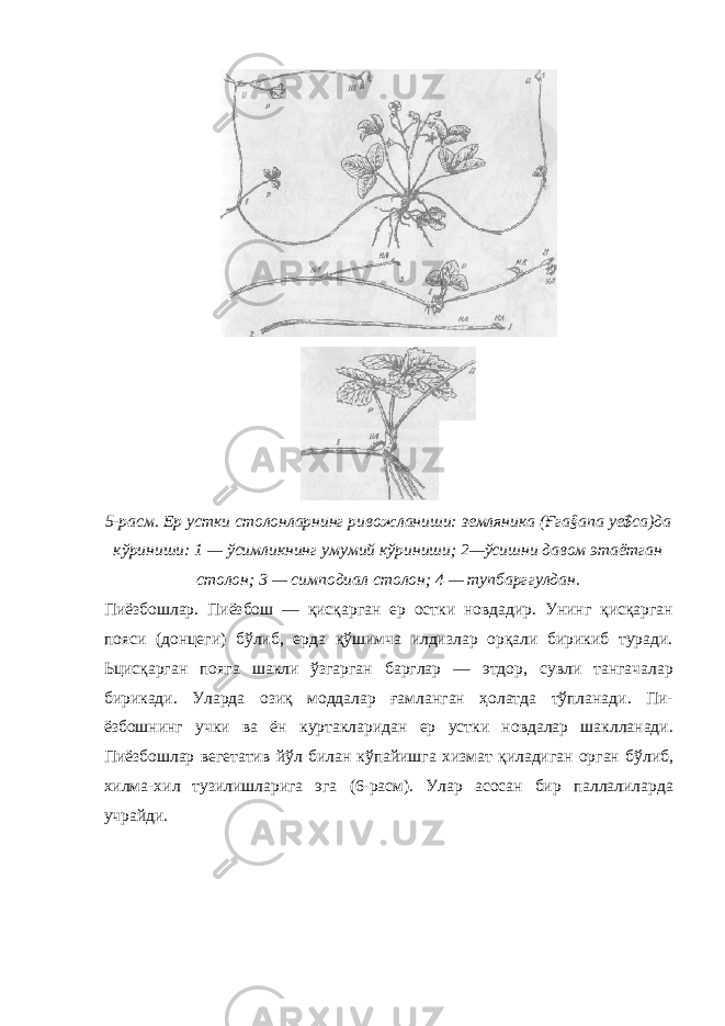 5-расм. Ер устки столонларнинг ривожланиши: земляника (Ғга§апа уе$са)да кўриниши: 1 — ўсимликнинг умумий кўриниши; 2—ўсишни давом этаётган столон; 3 — симподиал столон; 4 — тупбарггулдан. Пиёзбошлар. Пиёзбош — қисқарган ер остки новдадир. Унинг қисқарган пояси (донцеги) бўлиб, ерда қўшимча илдизлар орқали бирикиб туради. Ьцисқарган пояга шакли ўзгарган барглар — этдор, сувли тангачалар бирикади. Уларда озиқ моддалар ғамланган ҳолатда тўпланади. Пи- ёзбошнинг учки ва ён куртакларидан ер устки новдалар шаклланади. Пиёзбошлар вегетатив йўл билан кўпайишга хизмат қиладиган орган бўлиб, хилма-хил тузилишларига эга (6-расм). Улар асосан бир паллалиларда учрайди. 