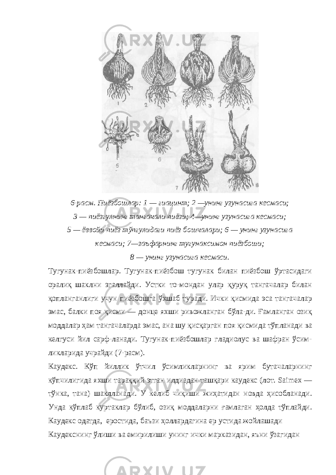 6-расм. Пиёзбошлар: 1 — гиацинт; 2 —унинг узунасига кесмаси; 3 — пиёзгулнинг тангачали пиёзи; 4—унинг узунасига кесмаси; 5 — ёввойи пиёз тўпгулидаги пиёз бошчалари; 6 — унинг узунасига кесмаси; 7—заъфарнинг тугунаксимон пиёзбоши; 8 — унинг узунасига кесмаси. Тугунак-пиёзбошлар. Тугунак-пиёзбош тугунак билан пиёзбош ўртасидаги оралиқ шаклни эгаллайди. Устки то-мондан улар қуруқ тангачалар билан қопланганлиги учун пиёзбошга ўхшаб туради. Ички қисмида эса тангачалар эмас, балки поя қисми — донце яхши ривожланган бўла-ди. Ғамланган озиқ моддалар ҳам тангачаларда эмас, ана шу қисқарган поя қисмида тўпланади ва келгуси йил сарф-ланади. Тугунак-пиёзбошлар гладиолус ва шафран ўсим- ликларида учрайди (7-расм). Каудекс. Кўп йиллик ўтчил ўсимликларнинг ва ярим бутачаларнинг кўпчилигида яхши тараққий этган илдиздан ташқари каудекс (лот. Saimex — тўнка, тана) шаклланади. У келиб чиқиши жиҳатидан новда ҳисобланади. Унда кўплаб куртаклар бўлиб, озиқ моддаларни ғамлаган ҳолда тўплайди. Каудекс одатда, еростида, баъзи ҳоллардагина ер устида жойлашади Каудекснинг ўлиши ва емирилиши унинг ички марказидан, яъни ўзагидан 