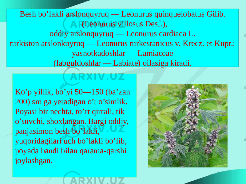 Besh bo’lakli arslonquyruq — Leonurus quinquelobatus Gilib. (Leonurus villosus Desf.), oddiy arslonquyruq — Leonurus cardiaca L. turkiston arslonkuyruq — Leonurus turkestanicus v. Krecz. et Kupr.; yasnotkadoshlar — Lamiaceae (labguldoshlar — Labiate) oilasiga kiradi. Ko’p yillik, bo’yi 50—150 (ba’zan 200) sm ga yetadigan o’t o’simlik. Poyasi bir nechta, to’rt qirrali, tik o’suvchi, shoxlangan. Bargi oddiy, panjasimon besh bo’lakli, yuqoridagilari uch bo’lakli bo’lib, poyada bandi bilan qarama-qarshi joylashgan. 