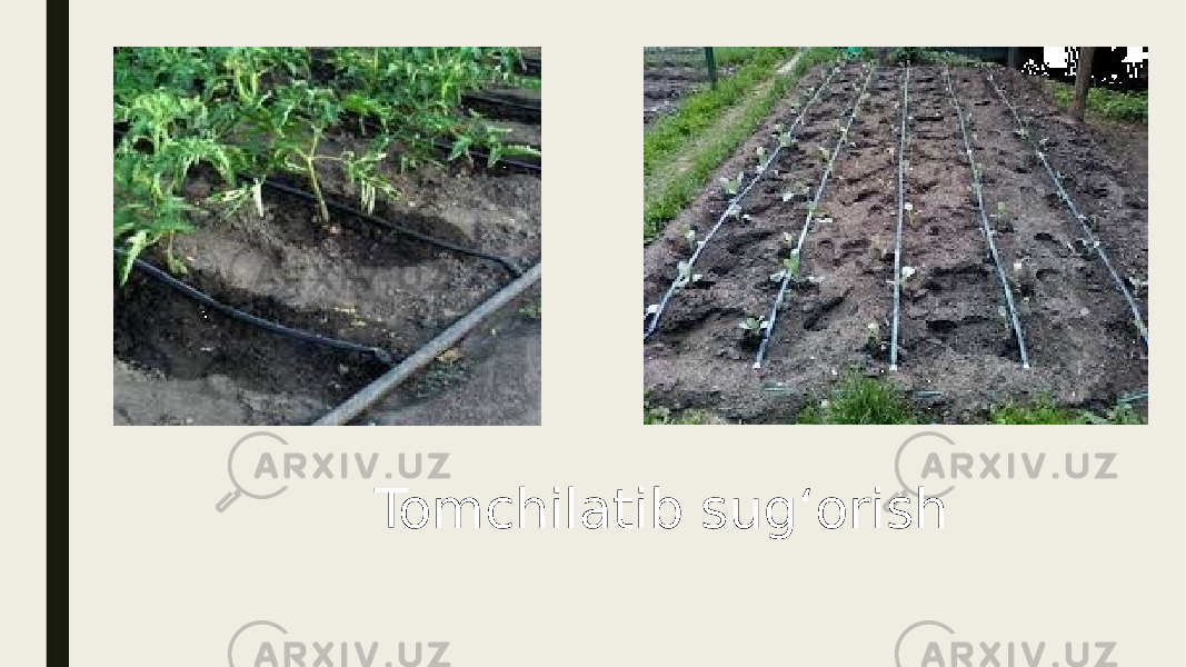 Tomchilatib sug‘orish 