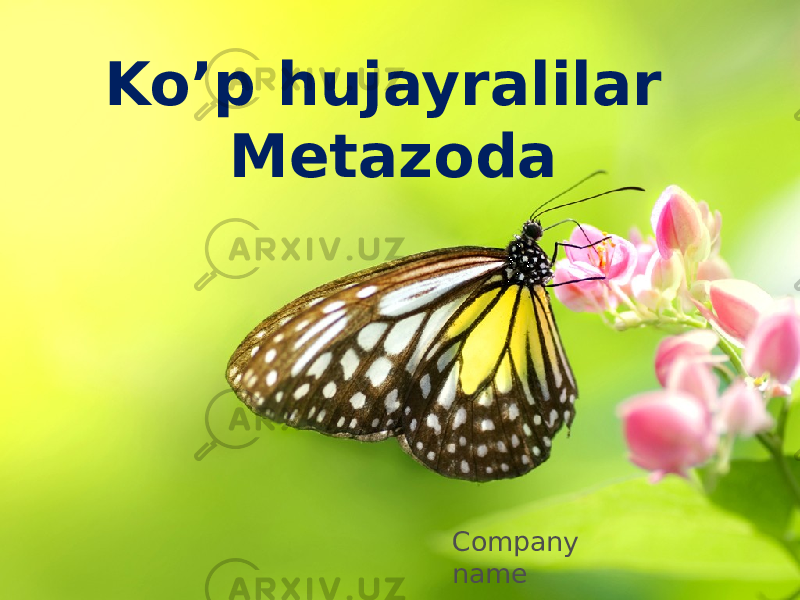 Ko’p hujayralilar Metazoda Company name 
