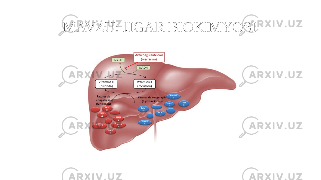MAVZU: JIGAR BIOKIMYOSI 