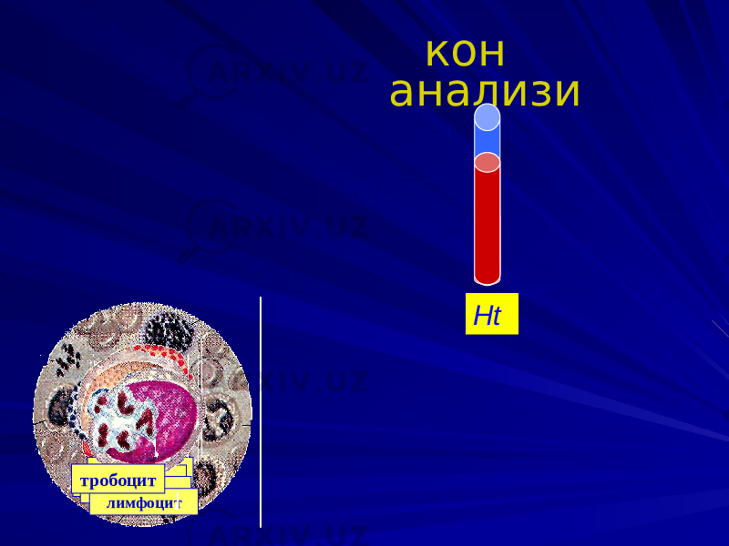 эритроцит базофил нейтрофил моноцит эозинофил лимфоциттробоцит кон aнализи Нt 