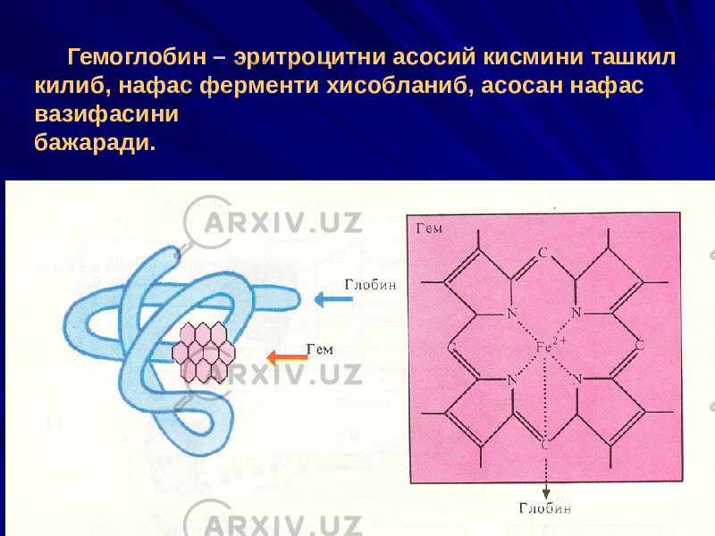  Гемоглобин – эритроцитни асосий кисмини ташкил килиб, нафас ферменти хисобланиб, асосан нафас вазифасини бажаради. 