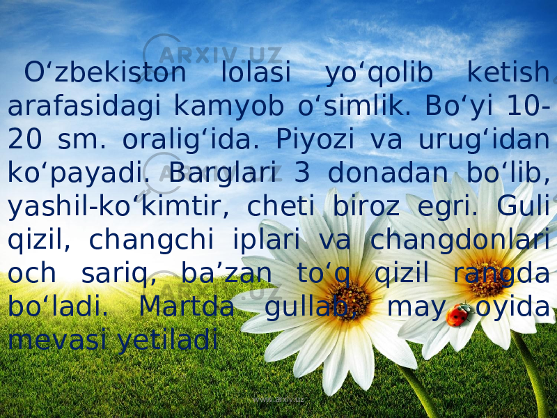 O‘zbekiston lolasi yo‘qolib ketish arafasidagi kamyob o‘simlik. Bo‘yi 10- 20 sm. oralig‘ida. Piyozi va urug‘idan ko‘payadi. Barglari 3 donadan bo‘lib, yashil-ko‘kimtir, cheti biroz egri. Guli qizil, changchi iplari va changdonlari och sariq, ba’zan to‘q qizil rangda bo‘ladi. Martda gullab, may oyida mevasi yetiladi www.arxiv.uz 