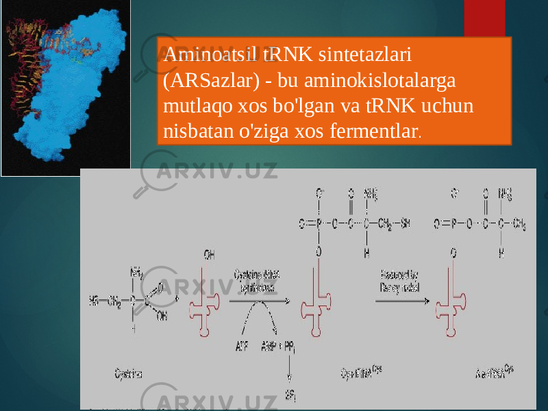 Aminoatsil tRNK sintetazlari (ARSazlar) - bu aminokislotalarga mutlaqo xos bo&#39;lgan va tRNK uchun nisbatan o&#39;ziga xos fermentlar . 