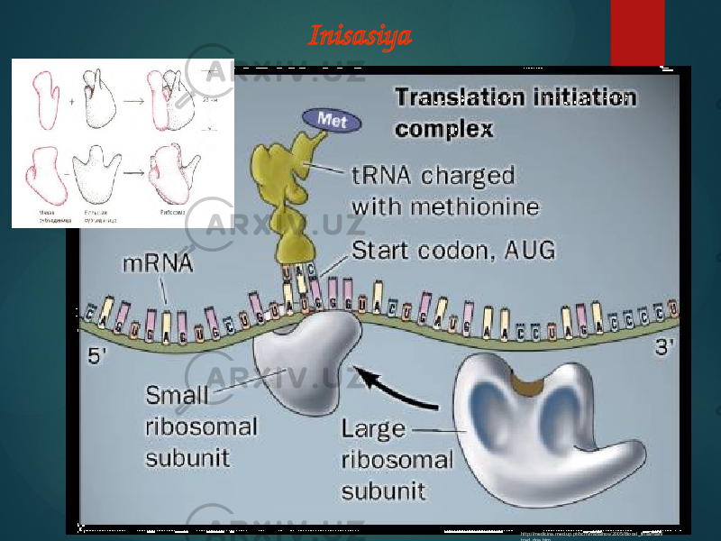 Inisasiya http://medicina.med.up.pt/bcm/trabalhos/2005/Biocel_final/main/ trad_dna.htm 