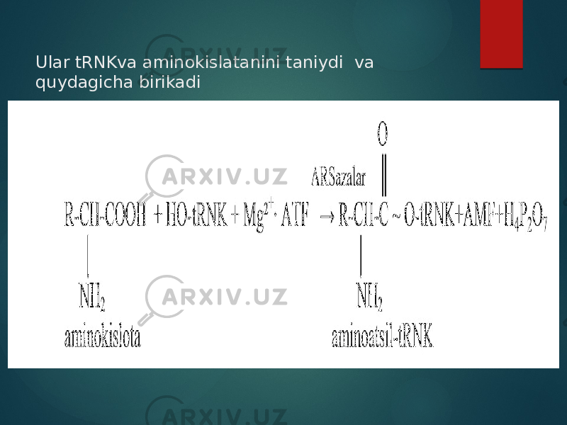 Ular tRNKva aminokislatanini taniydi va quydagicha birikadi 