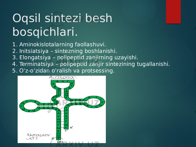 Oqsil sintezi besh bosqichlari. 1. Aminokislotalarning faollashuvi. 2. Initsiatsiya – sintezning boshlanishi. 3. Elongatsiya – polipeptid zanjirning uzayishi. 4. Terminatsiya – polipeptid zanjir sintezining tugallanishi. 5. O‘z-o‘zidan o‘ralish va protsessing. 