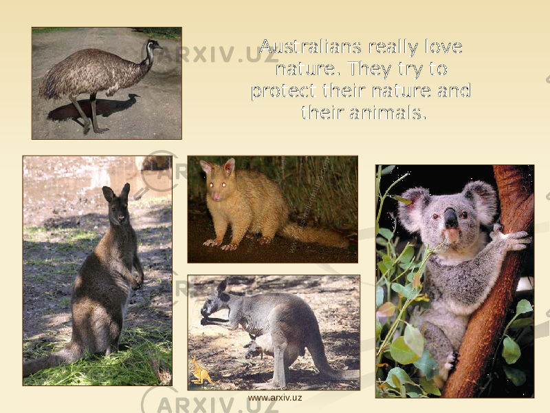 Australians really love nature. They try to protect their nature and their animals. www.arxiv.uz 