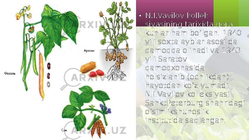 • N.I.Vavilov kollek siyasining tarixida qora kunlar ham bo‘lgan. 1940 yili soxta ayblar asosi da qamoqqa olinadi va 1943 yili Saratov qamoqxonasida holsizlanib (ochlikdan) hayotdan ko‘z yumadi. N.I.Vavilov kolleksiyasi Sankt Peterburg shahridagi o‘simlikshunoslik institutida saqlangan. 