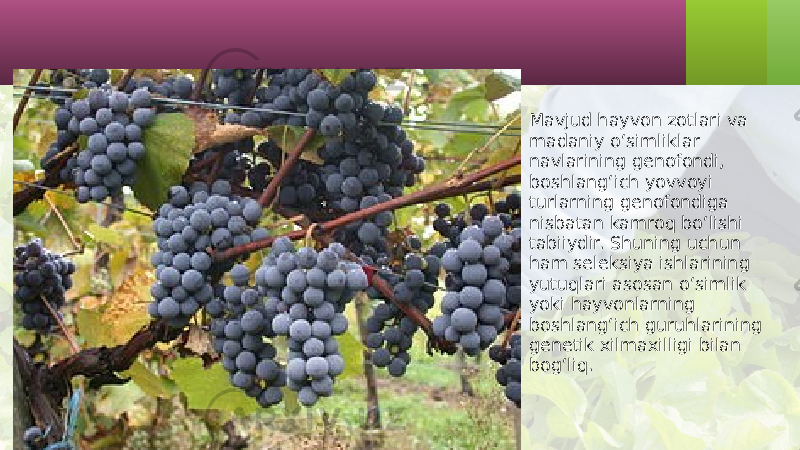 • Mavjud hayvon zotlari va madaniy o‘simliklar navlarining genofondi, boshlang‘ich yovvoyi turlarning genofondiga nisbatan kamroq bo‘lishi tabiiydir. Shuning uchun ham seleksiya ishlarining yutuqlari asosan o‘simlik yoki hayvonlarning boshlang‘ich guruhlarining genetik xilma xilligi bilan bog‘liq. 